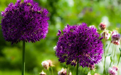 Deux magnifiques boules d'ail d'ornement violettes se dressent fièrement dans un jardin verdoyant, leurs fleurs étoilées capturant la lumière du soleil.