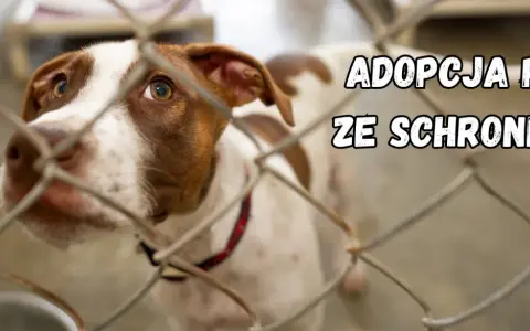 Smutne oczy psa za kratami. Marzy o domu, o adopcji psa ze schroniska.