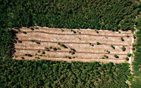 Vista aérea de una zona de tala de bosques, con surcos de tierra y árboles jóvenes dispersos en contraste con el bosque denso circundante.