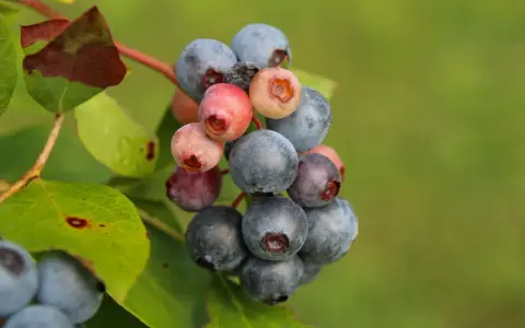Borówka amerykańska z czerwonymi liśćmi i niedojrzałymi owocami. Objawy przenawożenia borówki amerykańskiej widoczne na liściach.