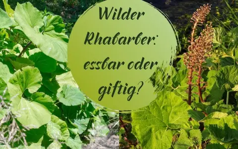 Grüne Blätter und braune Blütenstände umgeben einen Kreis mit der Frage: Wilder Rhabarber: essbar oder giftig?