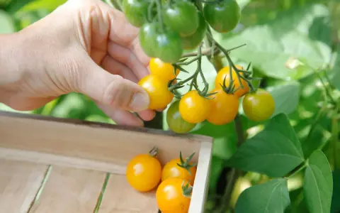 Main d'une personne récoltant des tomates jaunes mûres sur un pied de tomate, les plaçant dans une caisse en bois.