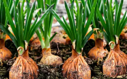 Rows of onion plants with green shoots emerging from brown bulbs, ready for harvest.