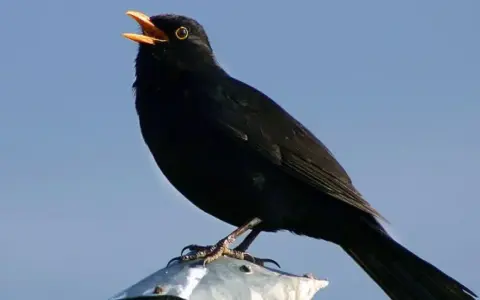 Un mirlo negro, con el pico abierto, canta melodías que forman parte de los cantos de aves de España.