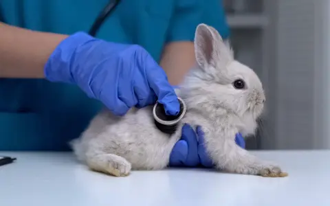 Tierarzt untersucht ein Kaninchen mit Stethoskop. Das Kaninchen sitzt ruhig in der Ecke des Tisches, während die Untersuchung stattfindet.
