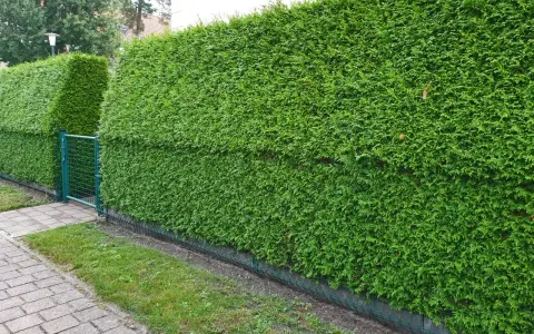 Seto de tuyas verde y frondoso, ideal para saber cuándo podar tuyas en Galicia y mantenerlo perfecto.