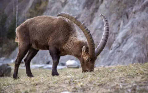 Stambecco con imponenti corna incurvate, intento a brucare l'erba. Ecco cosa mangia una capra selvatica in montagna.