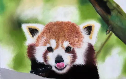 En röd panda med tungan ute, målad med torrpastell teknik.