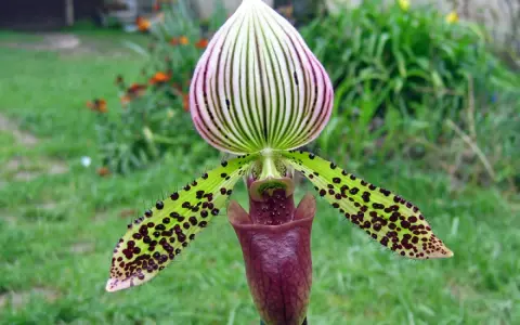 Un magnifique sabot de Vénus aux pétales verts tachetés de noir et à la lèvre pourpre, se dresse fièrement dans un jardin verdoyant.
