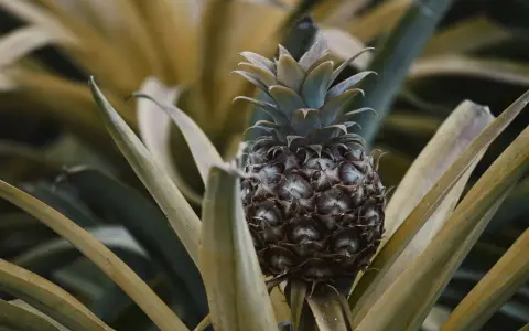 Planta de piña en maceta, con su fruto oscuro y hojas verdes y amarillas.