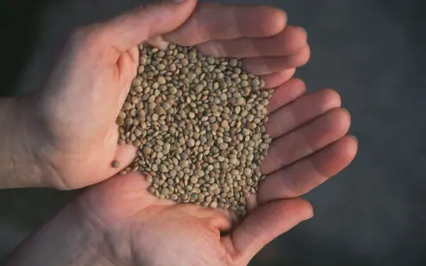 Hands cupping a pile of small, green lentils.