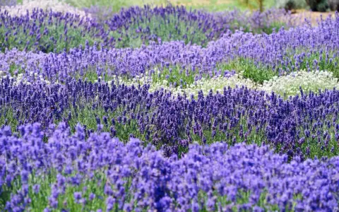 Ein Feld mit verschiedenen lavendel sorten, von tiefem Violett bis zu zarten Weißtönen, erstreckt sich in sanften Wellen.