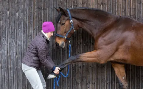 Une femme en bonnet rose soigne la **fourbure** d'un cheval brun, lui tenant la patte avant.