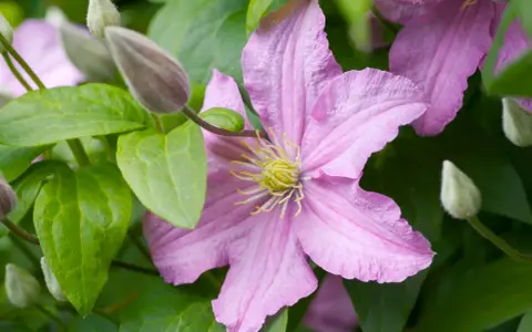 En ljusrosa klematis blommar med gröna blad och knoppar. Vackra klematis sorter som denna ger färg till trädgården.