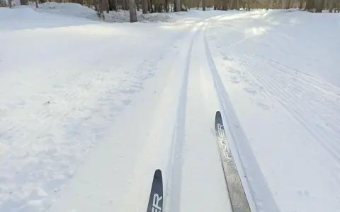 Färska skidspår i snön, redo för skidåkning i Luleå. Solen lyser genom träden och skapar ett vackert vinterlandskap.