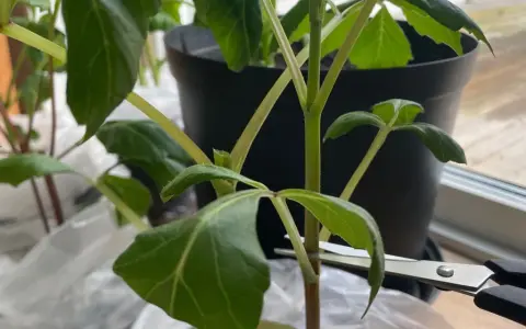 En sax klipper av en stjälk på en dahlia.