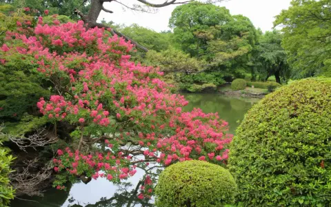 Magnifique lilas des Indes en pleine exposition, ses fleurs roses éclatantes se reflétant dans l'eau paisible d'un étang, entouré d'une végétation luxuriante.
