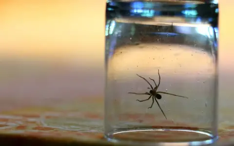 Spinne im Glas gefangen. Ein Glas als Methode, was tun gegen Spinnen, um sie sicher zu entfernen.