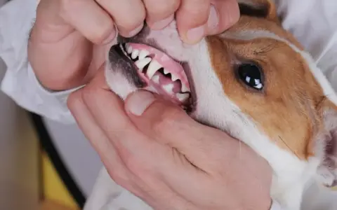 Examen de la bouche d'un chien, montrant une gencive chien normal, rose et saine, avec des dents blanches et bien alignées.