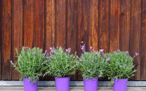 Quatre plants de lavande en pot, aux fleurs violettes et au feuillage vert, alignés devant un mur de bois brun.