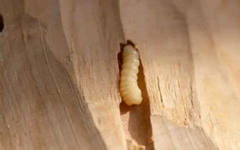 Une larve, une vraie bête à bois, creuse son chemin dans le bois clair.