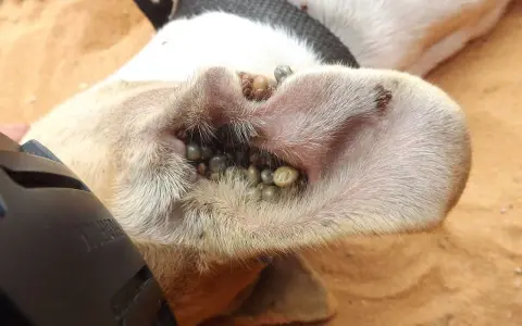 Un perro con la oreja infestada de garrapatas negras.