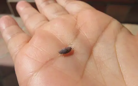 Un bicho bola, pequeño y oscuro, camina sobre la palma de una mano humana, mostrando sus patitas y antenas.