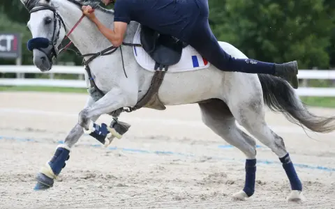 Un cavalier français sur un cheval gris en plein effort, symbolisant la passion et le dynamisme de l'équitation en France, reflétant le nombre licenciés équitation France.