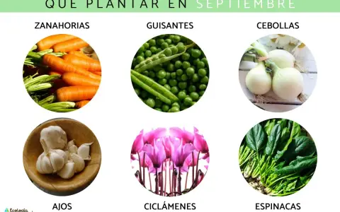 ¿Qué sembrar en septiembre en España? Zanahorias, guisantes, cebollas, ajos, ciclámenes y espinacas.