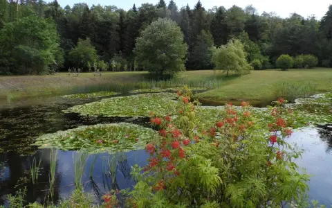 Staw z liliami wodnymi i kwitnącym krzewem na tle lasu.