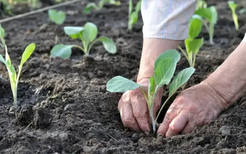 Ręce delikatnie sadzą młode kapustki. Siew kapusty na rozsadę w ziemi, przygotowanie do zbiorów.