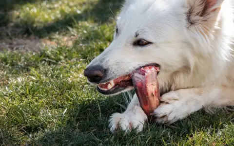 Un chien blanc savoure des os travers de porc dans l'herbe.