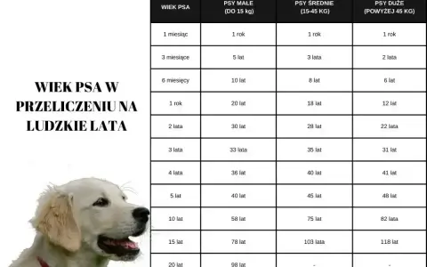 Tabela porównuje wiek psa w ludzkich latach, pokazując, jak długo rośnie pies kundel w zależności od jego wielkości.