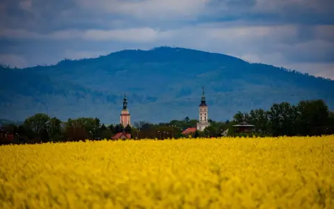 Kwiaty rzepaku w Prudniku, na tle gór i dwóch wież kościelnych. Atrakcje Prudnika w wiosennej odsłonie.