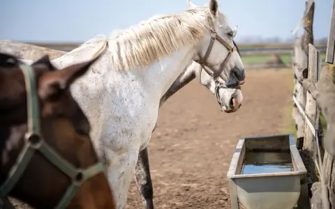 Deux chevaux, l'un blanc moucheté, l'autre brun, se tiennent près d'un abreuvoir. Le blanc semble être comme il faut cheval, prêt pour une promenade.