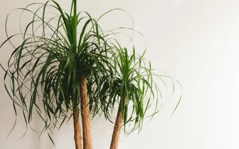 Two ponytail palm trees with long, flowing green leaves against a white background. Easy ponytail palm care for a striking indoor plant.