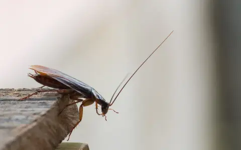 Una cucaracha en un borde de madera. ¿Was hilft gegen Kakerlaken? Este insecto es un problema común.