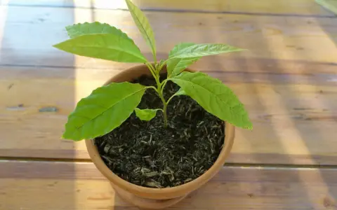 Jeune plant d'avocat en pot, plein d'espoir. Combien de temps pour avoir un avocat fruit ? Patience !