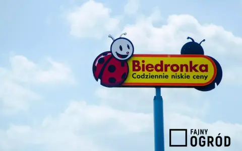 Kinder Niespodzianka w Biedronce: Cena, promocje i triki na oszczędności