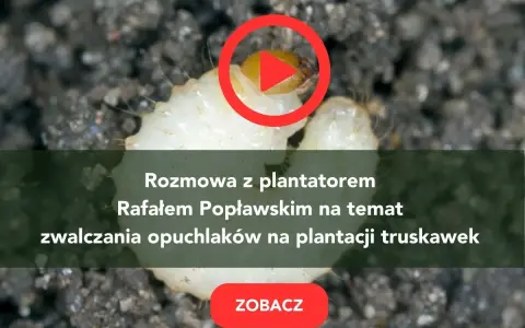 Larwa opuchlaka w ziemi. Rozmowa o skutecznym zwalczaniu opuchlaków na plantacji truskawek. Zobacz!