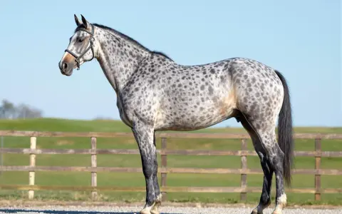 Un magnifique cheval français, robe grise tachetée, se tient fièrement devant une clôture en bois et un ciel bleu clair.