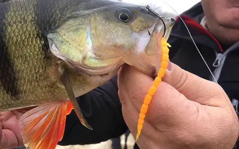 Okoń złowiony na pomarańczowego robaka metodą drop shot. Widać haczyk i przynętę w pysku ryby.