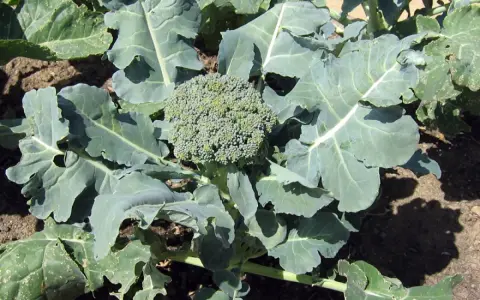 Gros plan sur un chou-fleur vert et frais, prêt pour la récolte. Ses feuilles larges et dentelées entourent la tête compacte, promettant une belle récolte.
