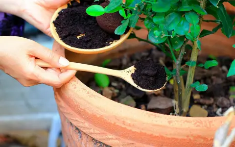 Händer häller kaffesump från en skål till en träsked, redo att ge näring till tomatplantor i en terrakottakruka.