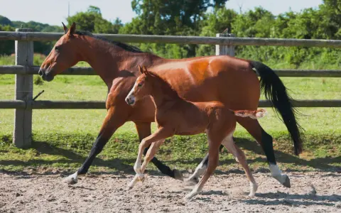 Une jument alezane et son poulain trottent dans un paddock. La saillie du poney est évidente par sa petite taille et sa démarche espiègle.