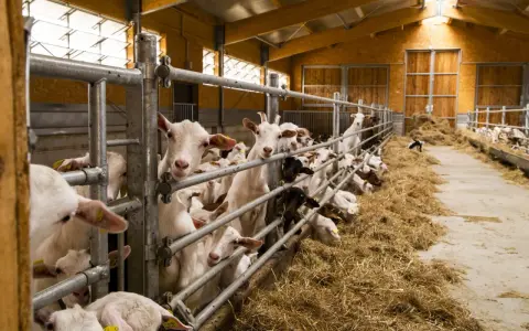 Un gruppo di capre curiose in una stalla per pecore, con fieno abbondante e recinzioni metalliche.