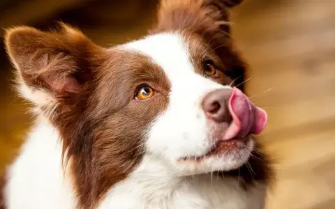 Border Collie: Sierść czy włosy? Poznaj różnice i pielęgnację