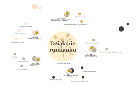 Rumianek na co pomaga: układowi pokarmowemu, nerwowemu, skórze, oddechowemu i moczowo-płciowemu.