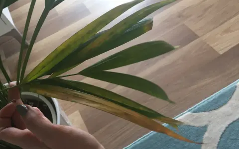 Brązowe plamy na liściach palmy wskazują na problemy z pielęgnacją.