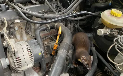 Ein Marder hat sich im Motorraum eines Autos eingenistet und erkundet die Leitungen und den Keilriemen.